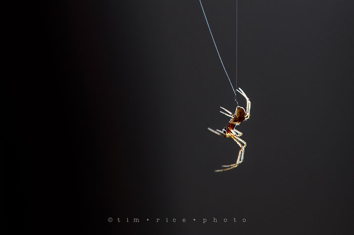 Yr7•055-365•2238•Vistitor