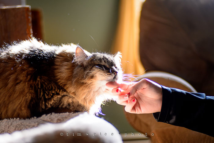 Yr7•097-366•2288•Cat Noir