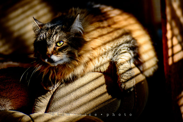 Yr7•097/366•2288 Moody Cat January 5, 2016