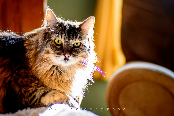 Yr7•098-366•2288•Cat Noir