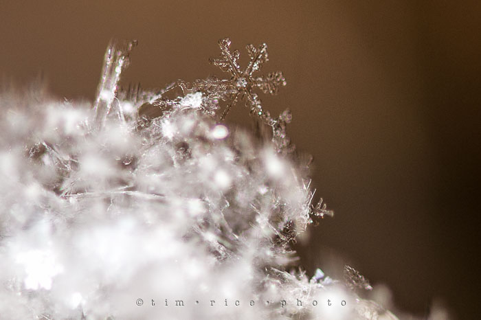 Yr7•110/366•2301 Flakes January 18, 2016