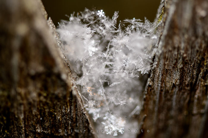 Yr7•112-366•2301•Flakes