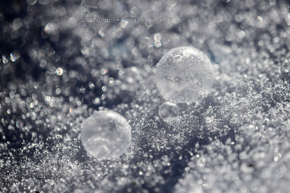 Yr7•142-366•2329•Frozen in Morning LIght