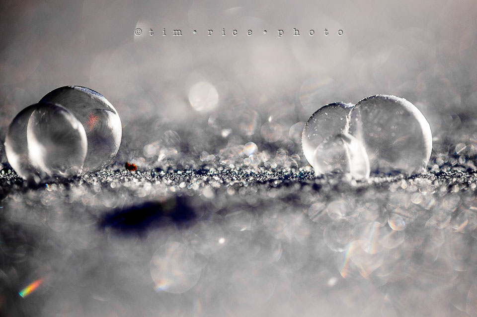 Yr7•144-366•2329•Frozen in Morning LIght