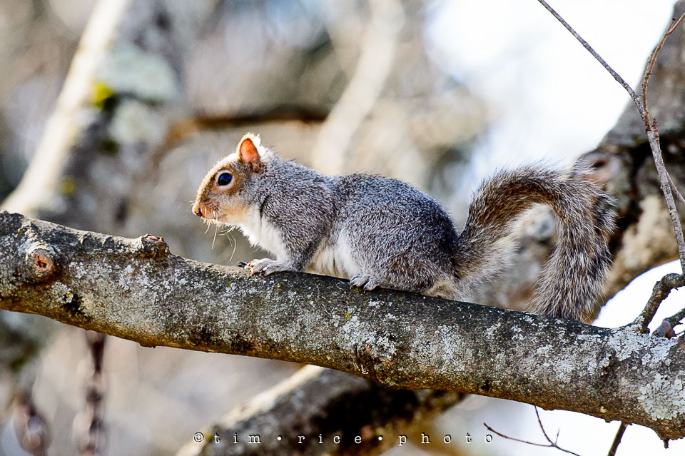 Yr7•155-366•2346•Squirrel in Tree