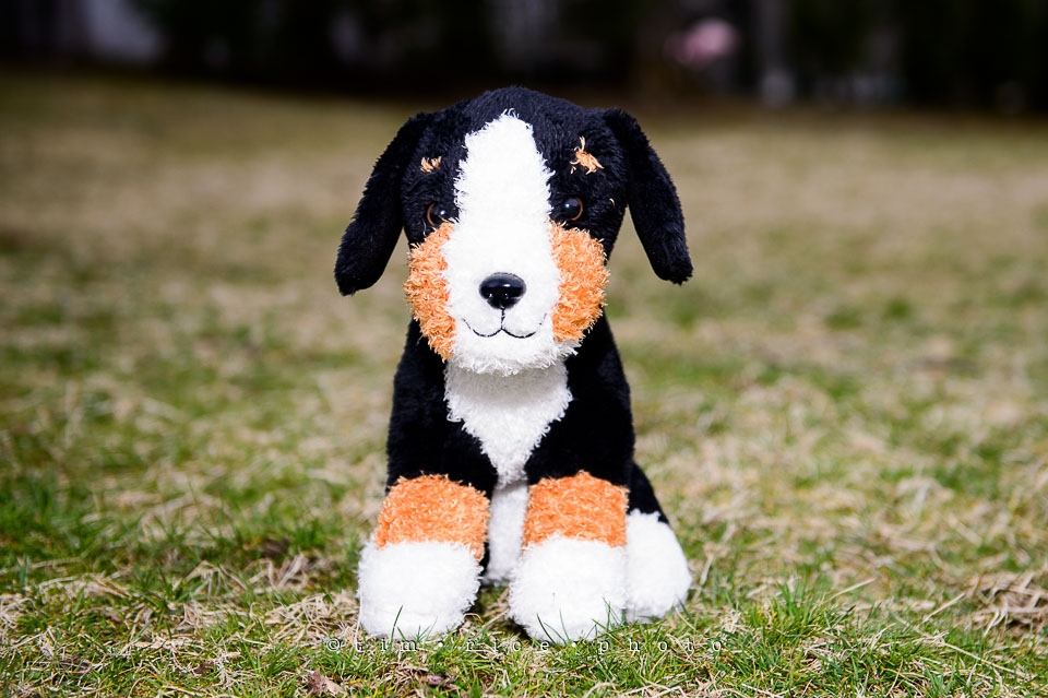 Yr7•175-366•2365•Puppy Day