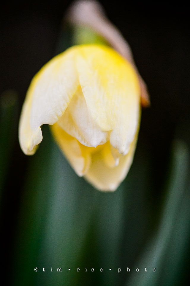 Yr7•179-366•2370•Easter Flowers