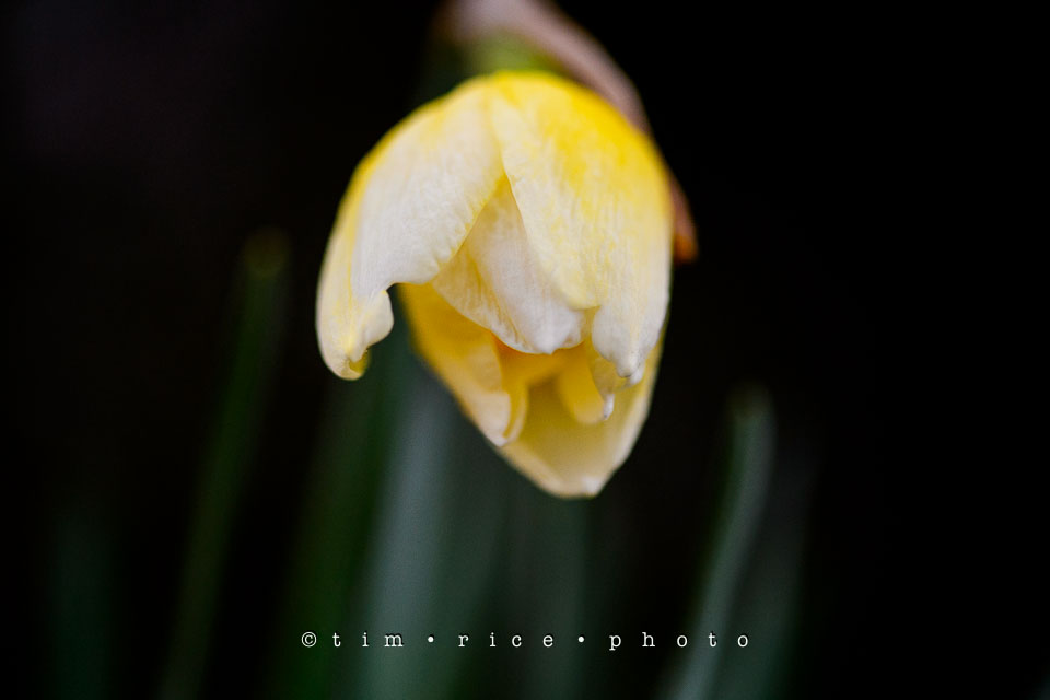 Yr7•179-366•2370•Easter Flowers