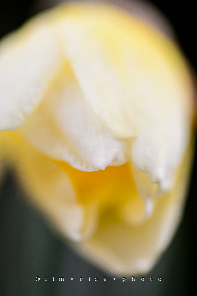 Yr7•180-366•2370•Easter Flowers