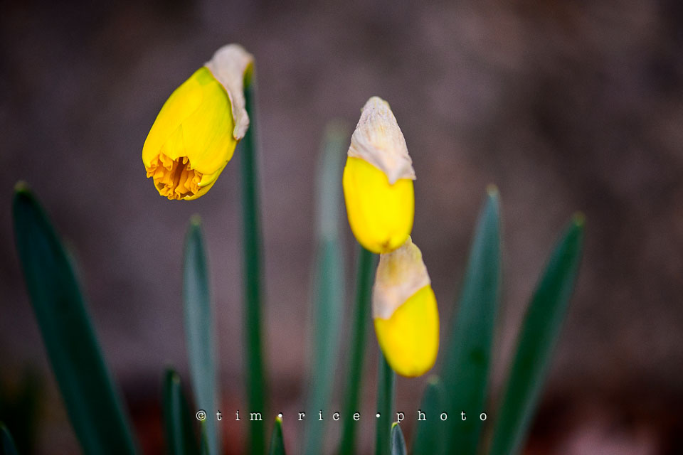 Yr7•181-366•2370•Easter Flowers