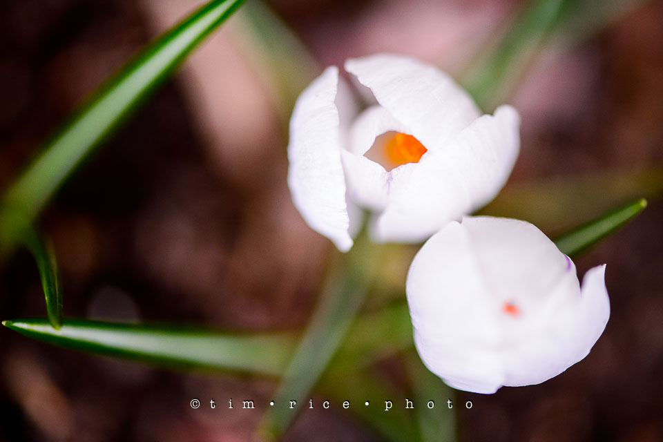 Yr7•182-366•2370•Easter Flowers