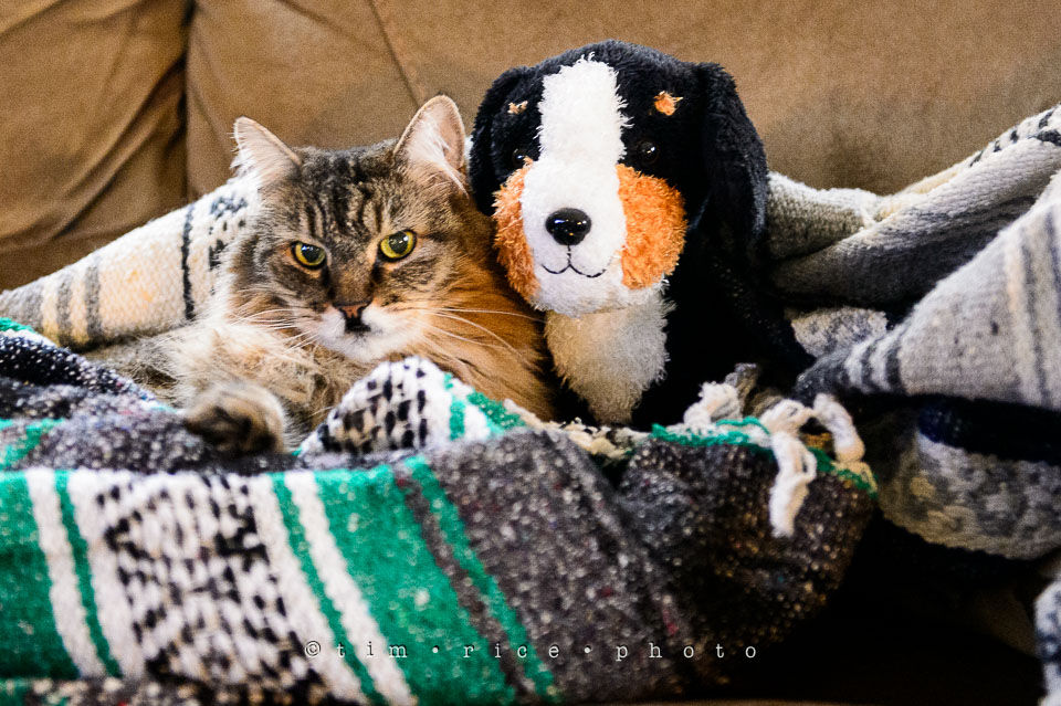 Yr7•187-366•2378•The Cat and The Stuffed Dog