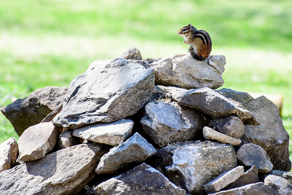 Yr7•194-366•2385•Munk