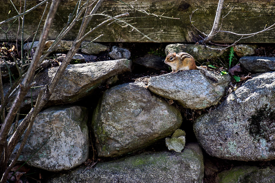 Yr7•194-366•2385•Munk