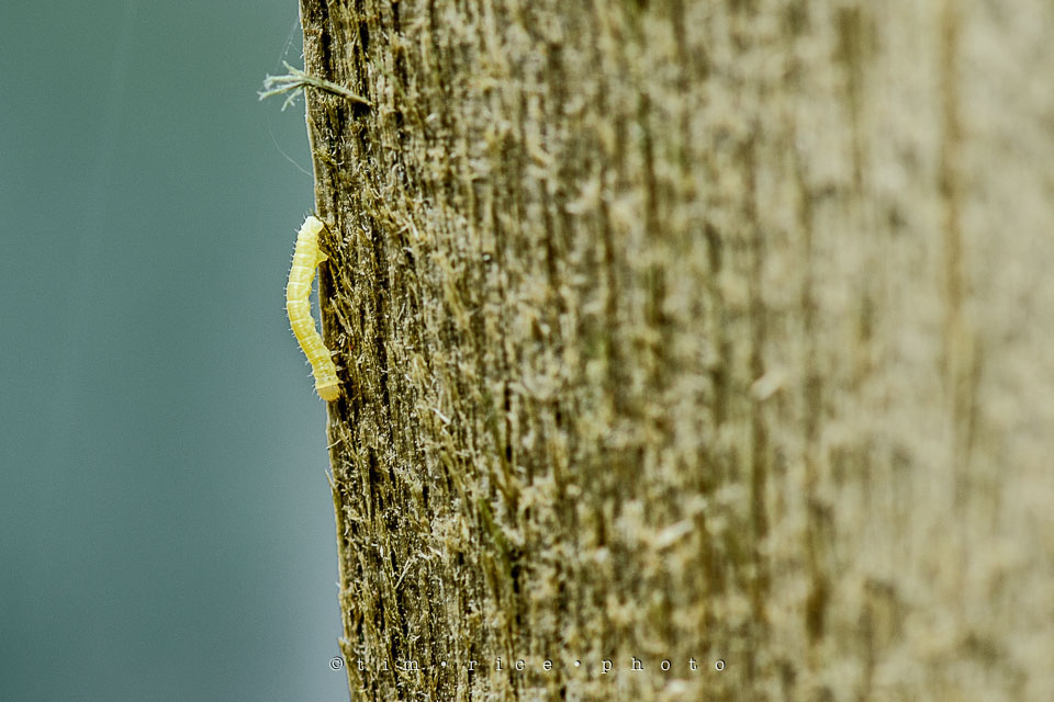 Yr7•206-366•2397•The Worm