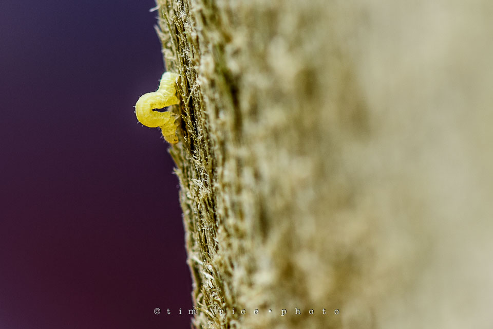 Yr7•206-366•2397•The Worm
