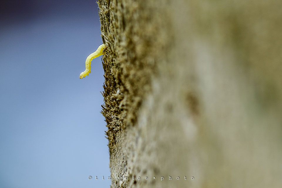 Yr7•208-366•2397•The Worm