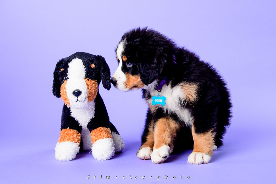 Yr7•210-366•2410•Josie at 9 weeks