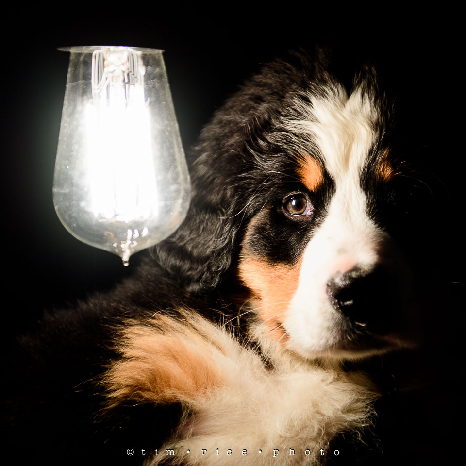 Yr7•216-366•2407•Josie One-Bulb
