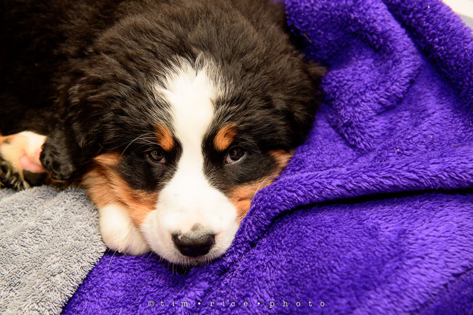 Yr7•216-366•2407•The Paws