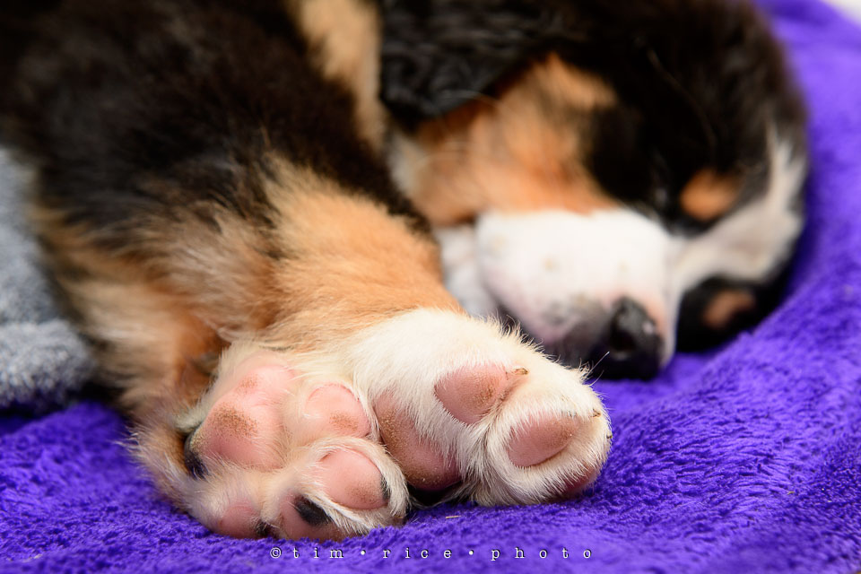 Yr7•216-366•2407•The Paws