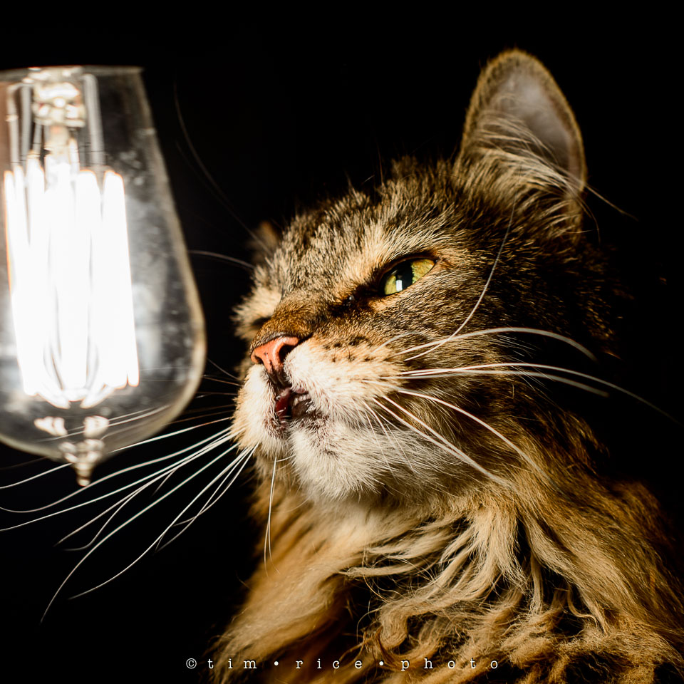 Yr7•217-366•2408•Josie's One-Bulb