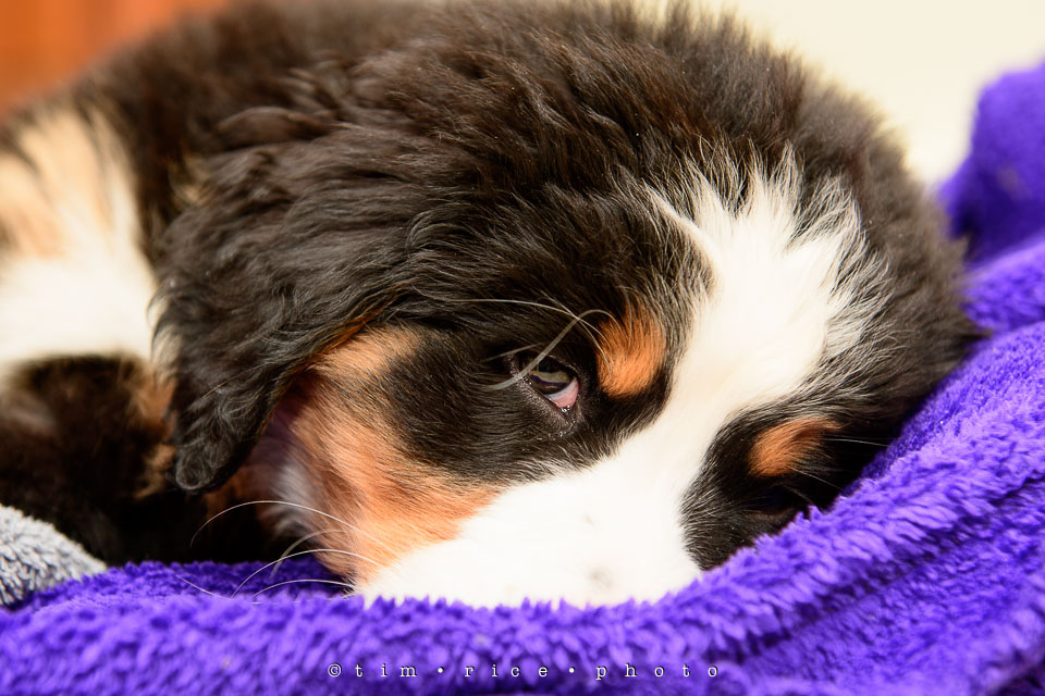 Yr7•218-366•2407•The Paws