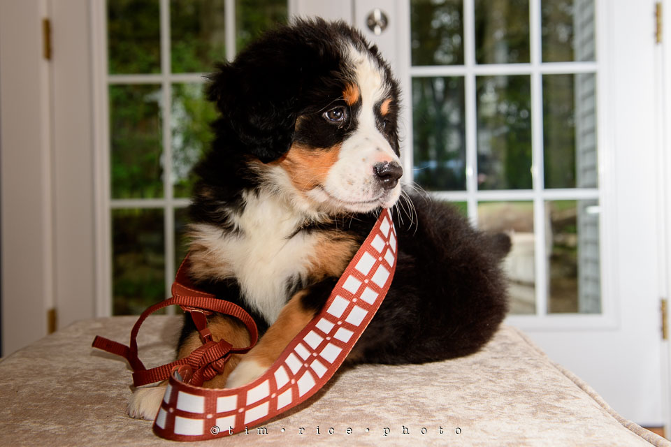 Yr7•218-366•2408•May the 4th Josie