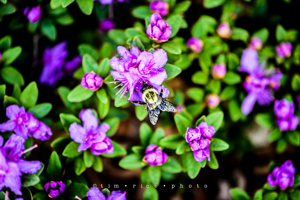 Yr7•221-366•2412•Spring Purple