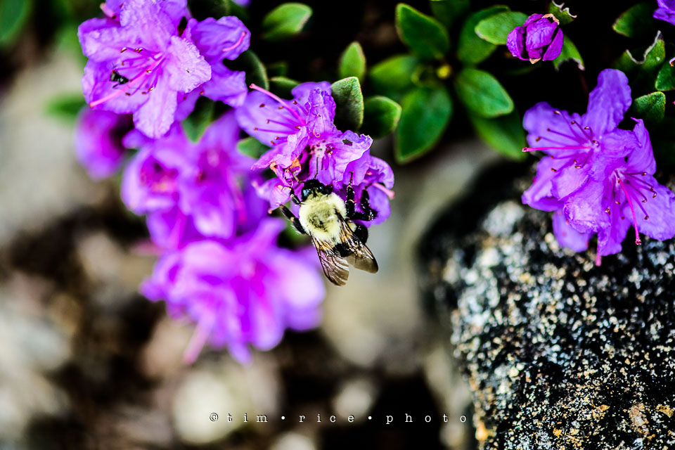 Yr7•221-366•2412•Spring Purple