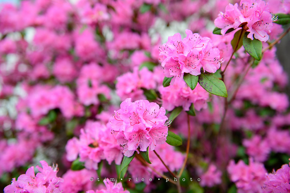 Yr7•222-366•2413•Pink