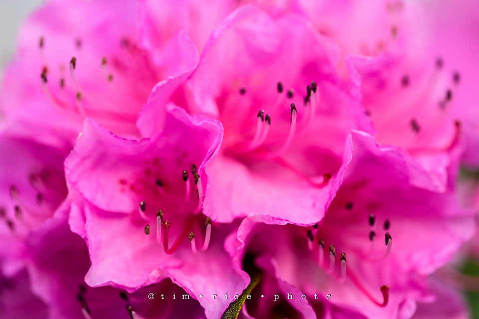 Yr7•222-366•2413•Pink