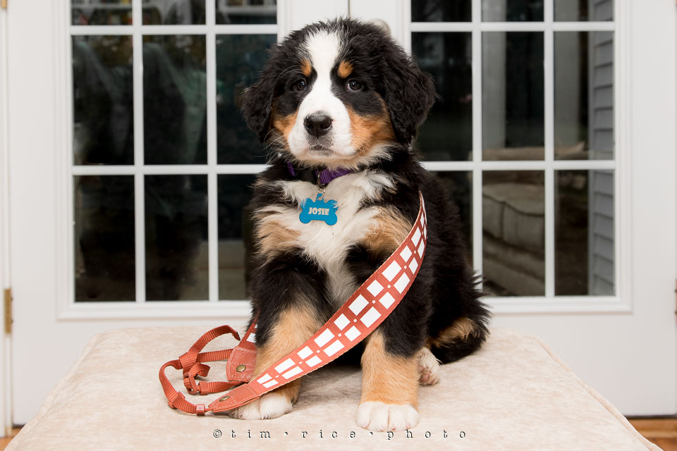 Yr7•223-366•2408•May the 4th Josie