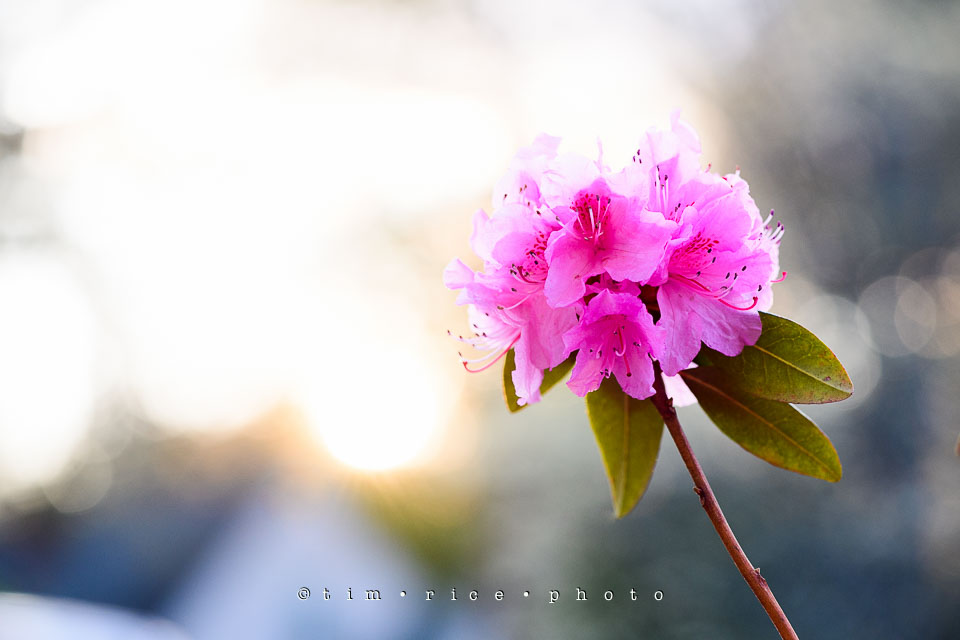 Yr7•223-366•2413•Pink