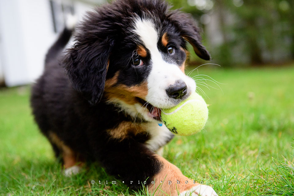 Yr7•227-366•2418•Josie Plays