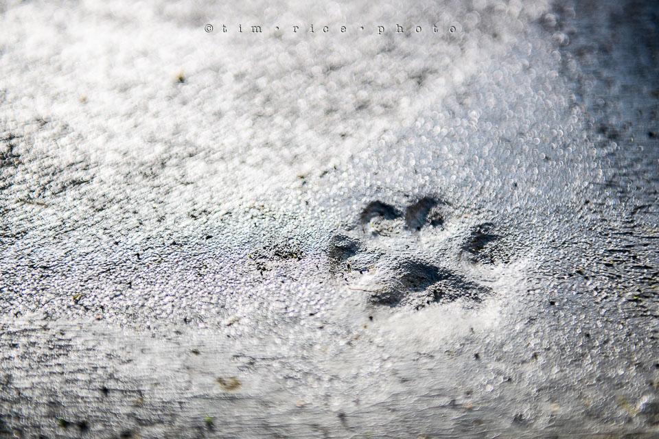 Yr7•228-366•2419•Footprint