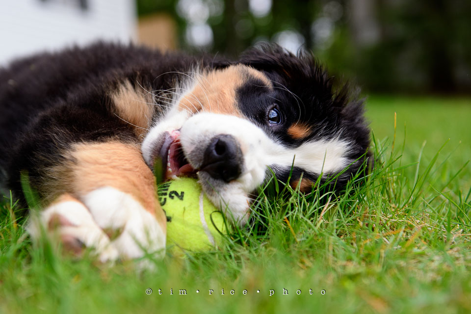 Yr7•233-366•2418•Josie Plays