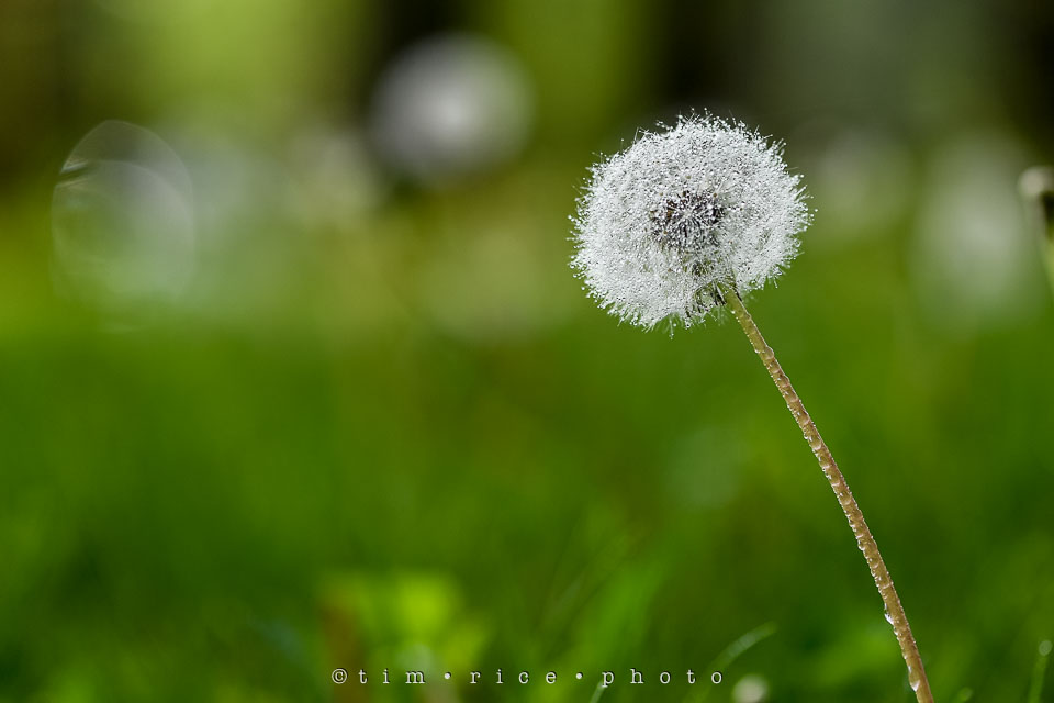 Yr7•236-366•2427•Yard Art