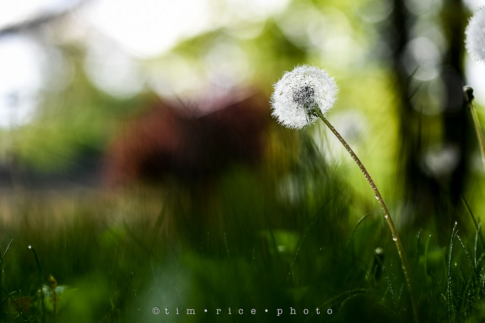 Yr7•236-366•2427•Yard Art