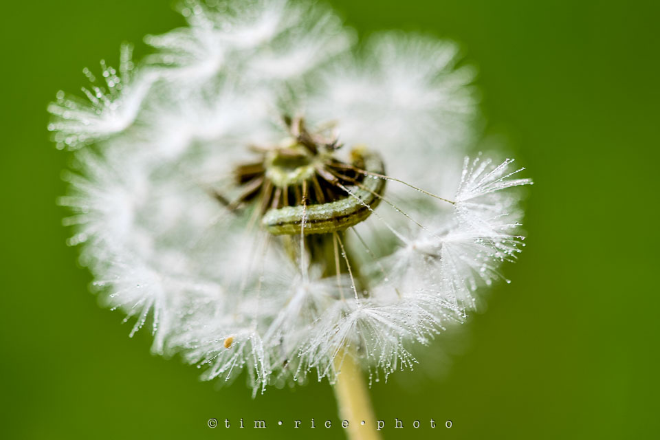 Yr7•237-366•2427•Yard Art