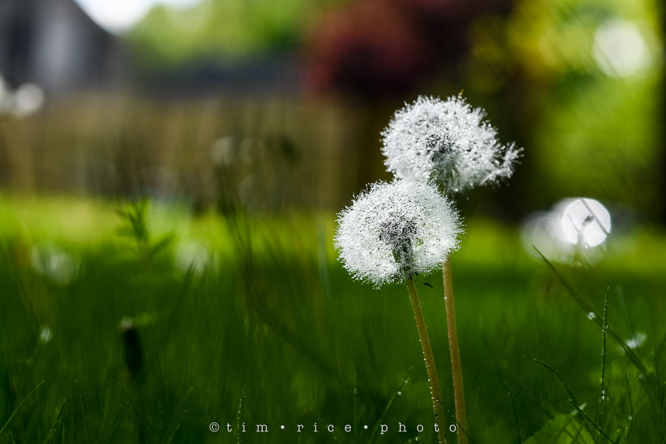 Yr7•238-366•2427•Yard Art