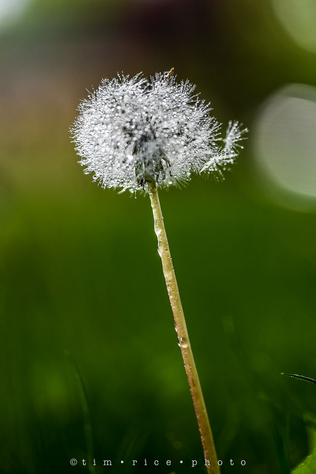 Yr7•239-366•2427•Yard Art