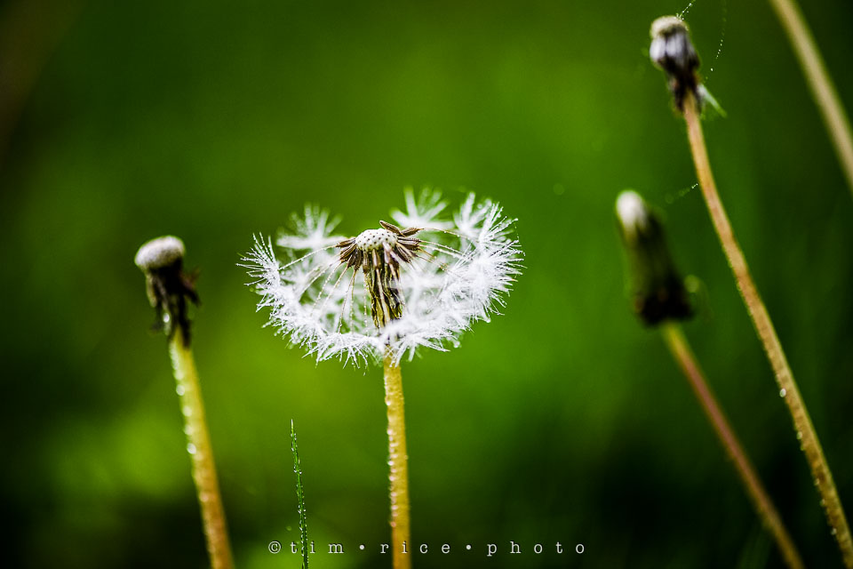 Yr7•240-366•2427•Yard Art