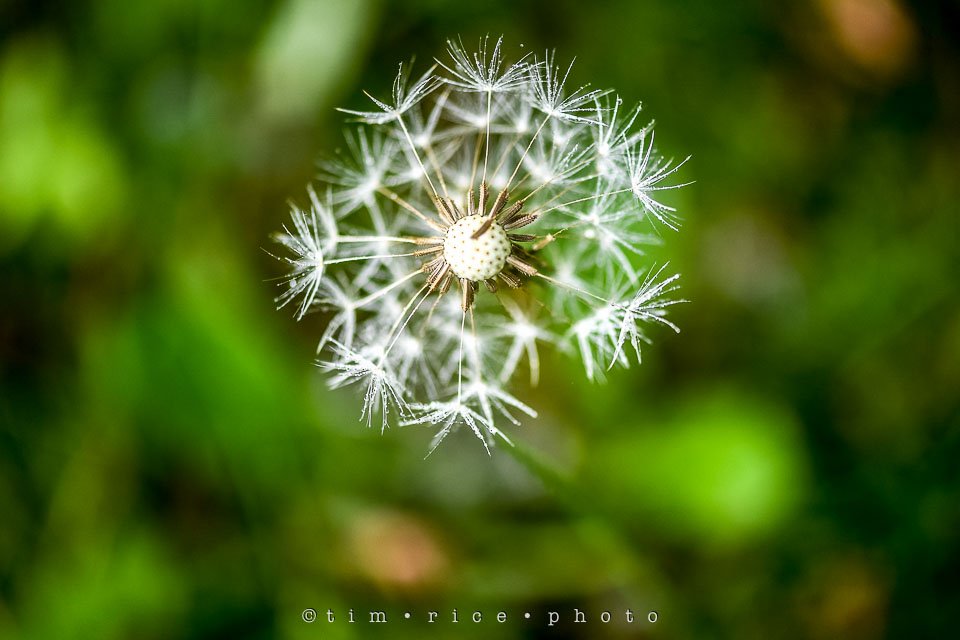 Yr7•241-366•2427•Yard Art