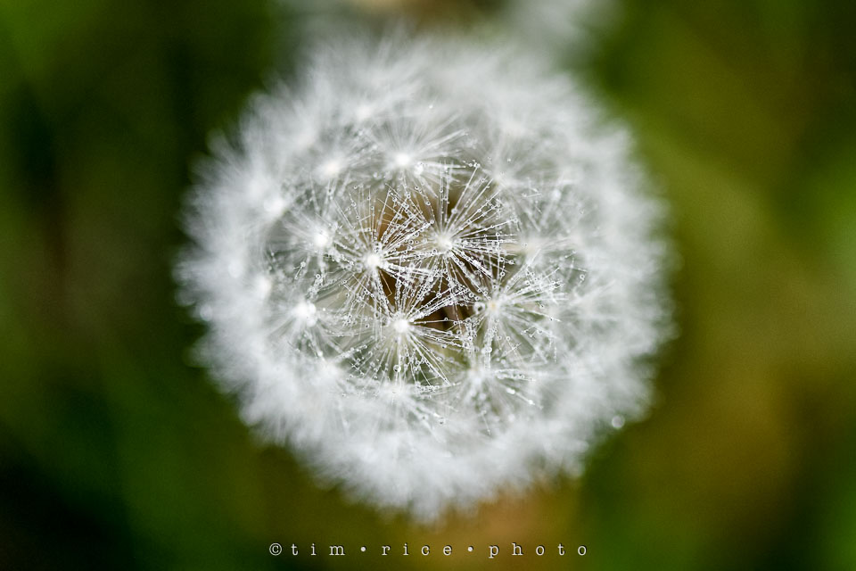 Yr7•242-366•2427•Yard Art