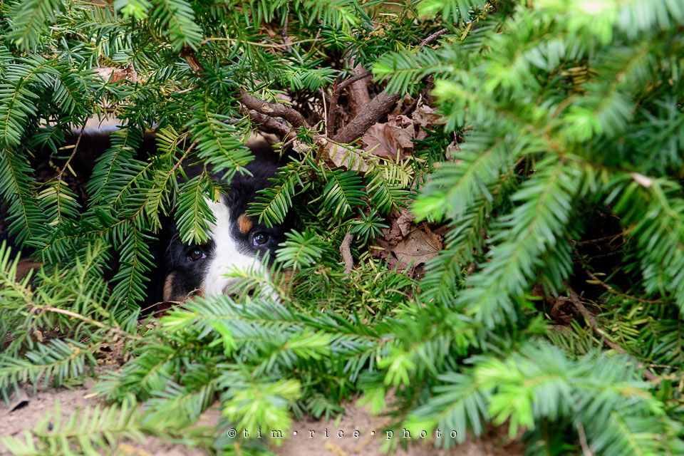 Yr7•243-366•2434•Josie Hides