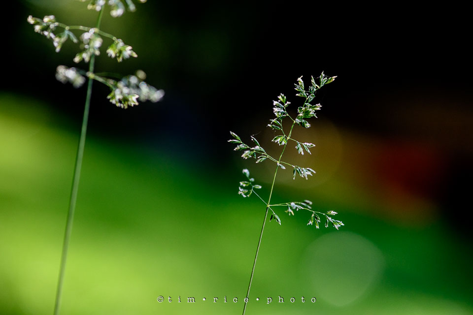Yr7•245-366•2436•The Tall Grass