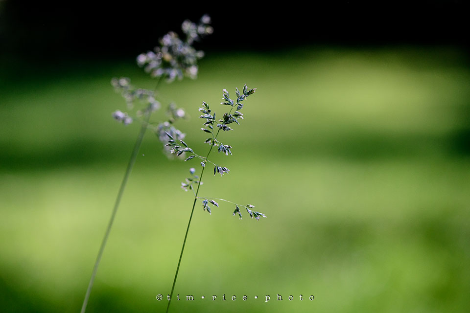 Yr7•245-366•2436•The Tall Grass