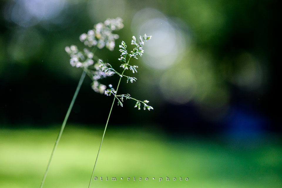 Yr7•246-366•2436•The Tall Grass