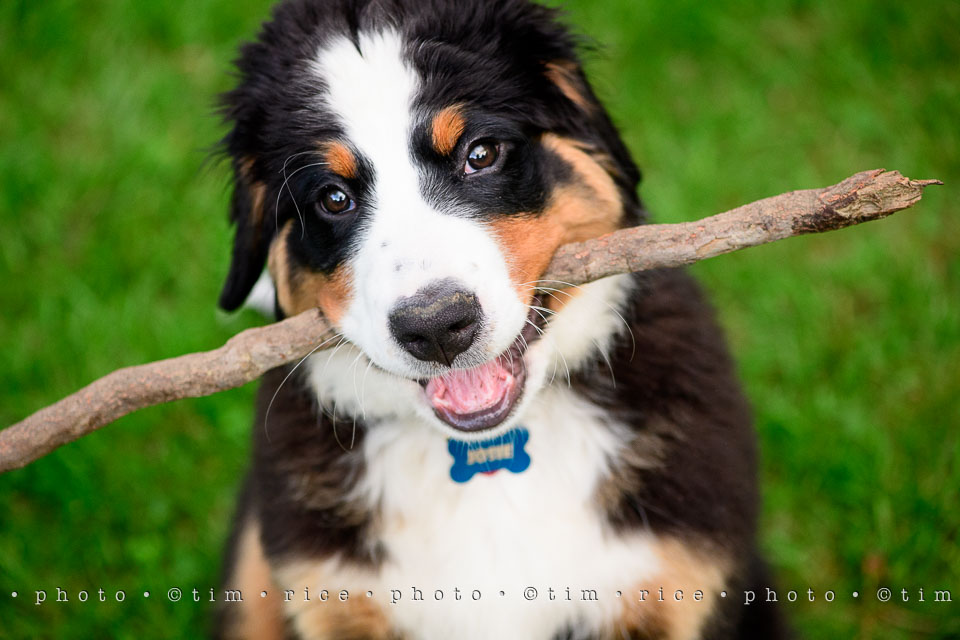 Yr7•251-366•2442•Josie